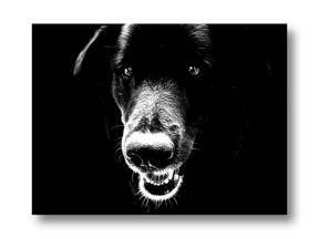 external image Black-and-white-photography-tip-high-contrast.jpg