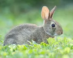Photo examples of shallow depth of field with comments about the photographs