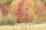 Try a quick look  at this depth of field comparison using different f-stops and you'll get a good understanding of controlling what's in focus in your photos.  