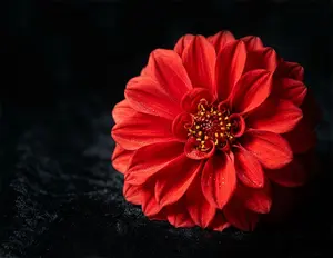 Indoor macro one light