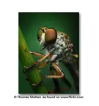 It's a lot of fun to try it so heare are the simple tips for macro photography for beginners