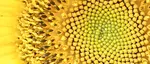 Examples, how to tips and definition of what is abstract macro photography. Sample abstract macro photos. You can shoot close-ups anywhere, anytime!