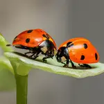 Ideas for some unusual summer macro photography projects. These ideas will turbocharge your creativity.