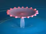 4 Simple steps with examples on how to take great water drop macro photography and a surprising macro photography accessory