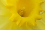 Updated guide on how to do macro photography with a point + shoot camera for beginners. Macro photography tutorial will help you get started with a simple camera. 