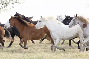 Running Horses