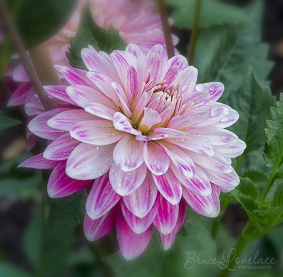 Soft lighting macro flower