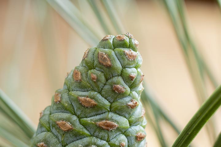 85mm lens + 3 extension tubes