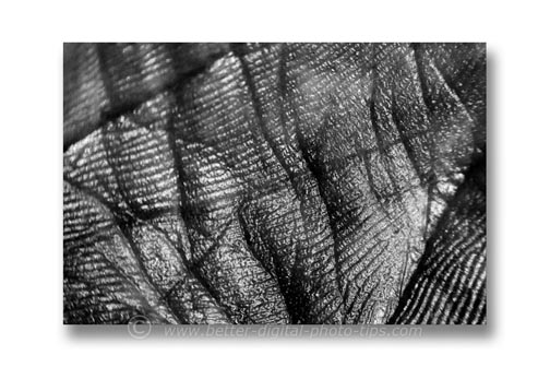 Abstract macro photography - image of palm, converted to black and white