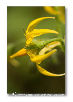 Abstract image of tomato blossom