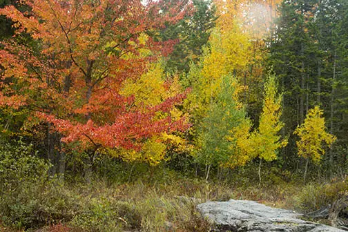 Acadia Fall cropped image
