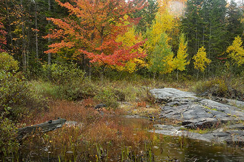 Acadia Fall colors uncropped