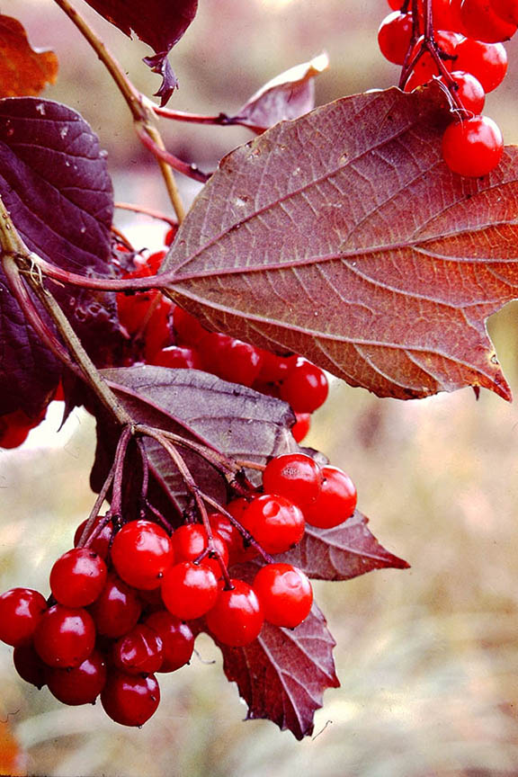 Berry Good Composition