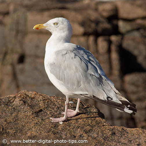 Best bird lens