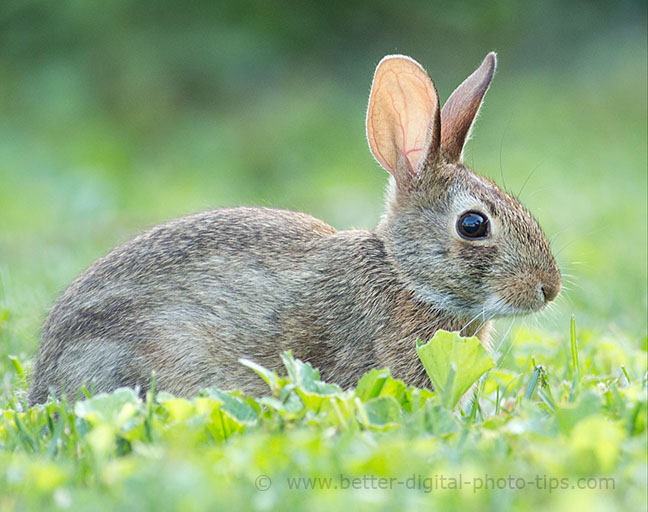 Photo examples of shallow depth of field with comments about the photographs