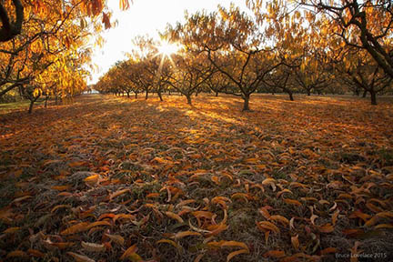 morning orchard light