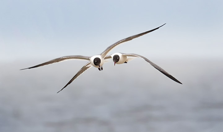 beach seagulls