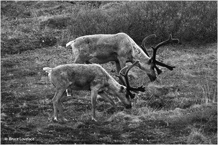 black and white caribou.