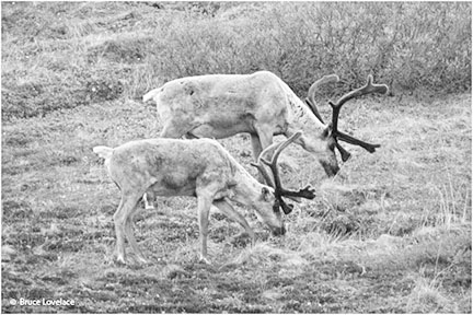 caribou in black and white