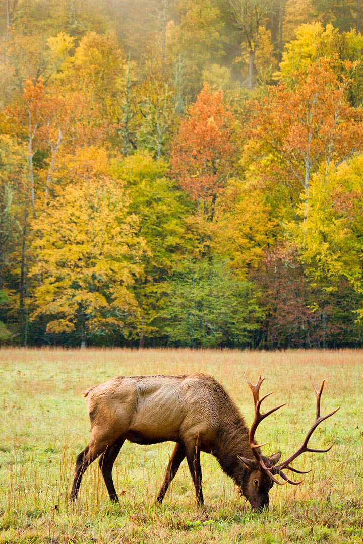 Wildlife photo by David Johnston