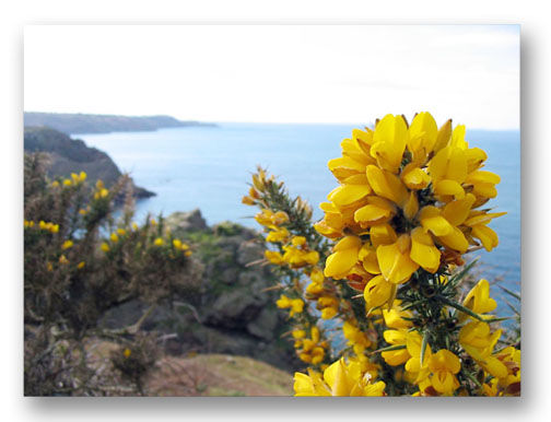 Deep depth of Field Example With Flowers