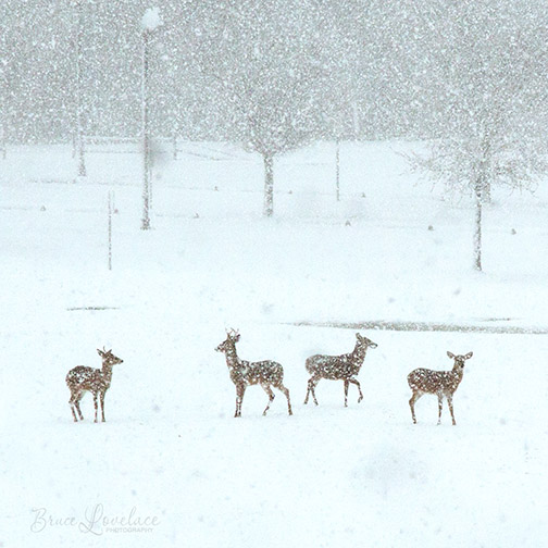 Deer playing in snow