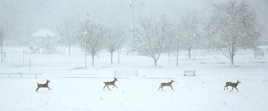 Deer playing in snowstorm