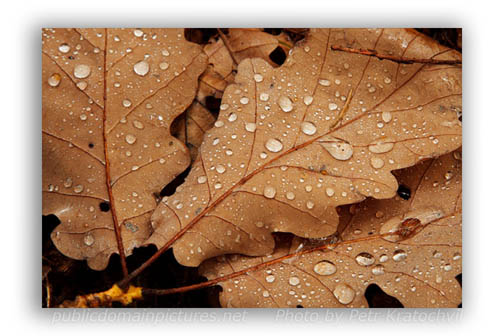 Example of Depth of Field Using Water Drops