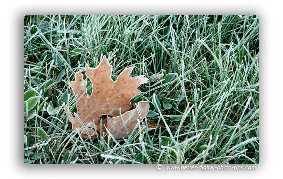 Frosty leaf