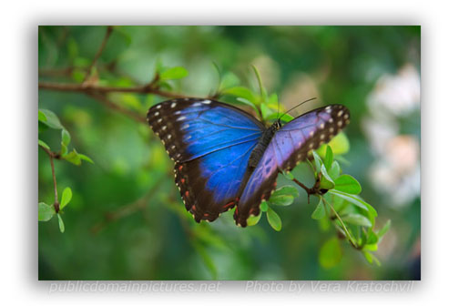 Examples of depth of Field-Blue Morpho Butterfly