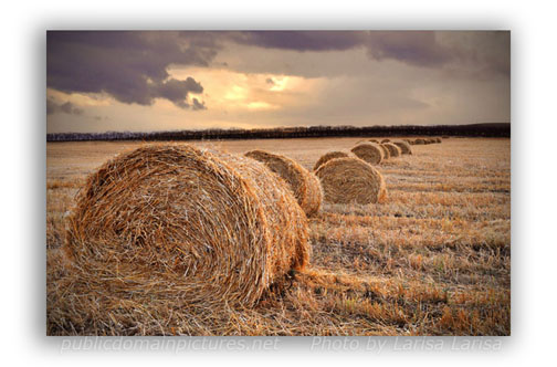 Rolls of Straw