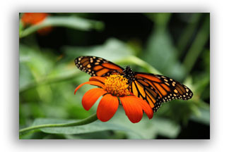 Monarch Butterfly