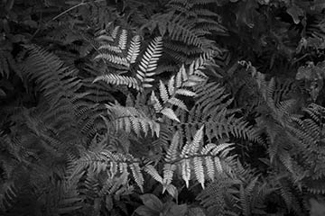 Fern - second edit