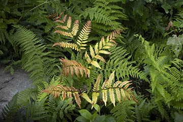 Fern unedited photo<br>Fern-unedited-original.jpg<br><br>