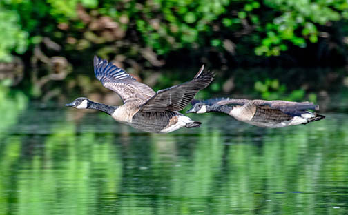 flying bird motion blur