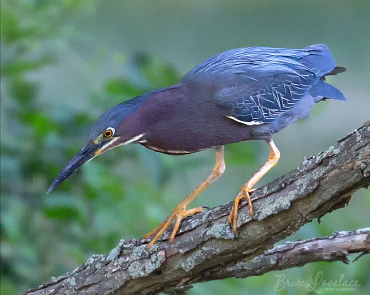 Blue Heron