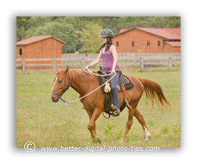 Horse photo background