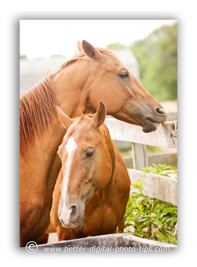 Cuddling horses