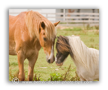 Horses nose to nose