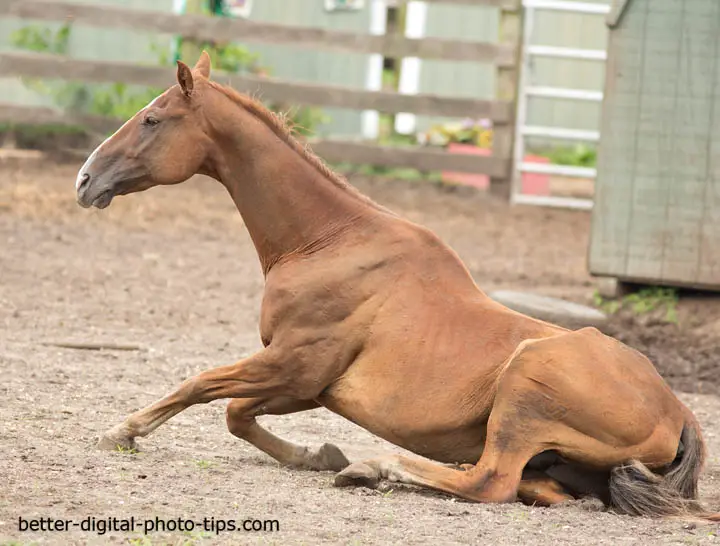 Photo of a horse getting up