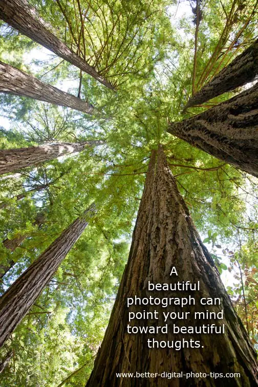 Inspirational photo of John Muir Woods - beautiful thoughts