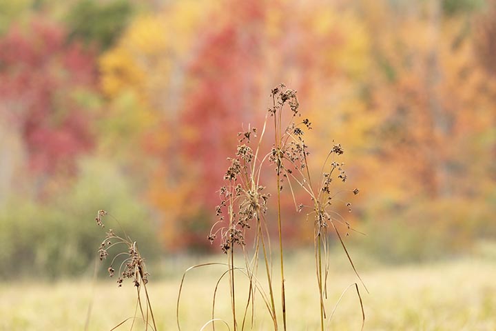 Try a quick look  at this depth of field comparison using different f-stops and you'll get a good understanding of controlling what's in focus in your photos.  