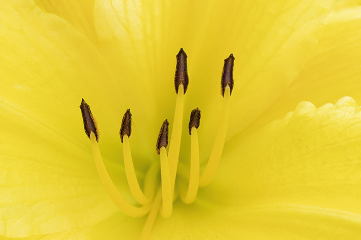 flower photo taken with 25mm extension tube