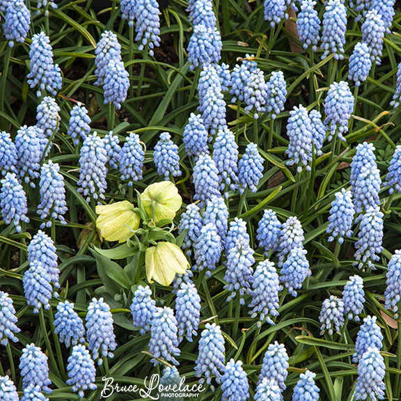 Longwood flowers purple yellow