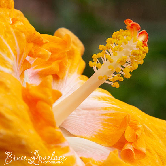 Longwood flowers yellow lily