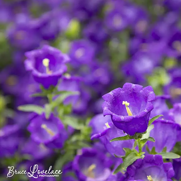 Longwood flowers purple
