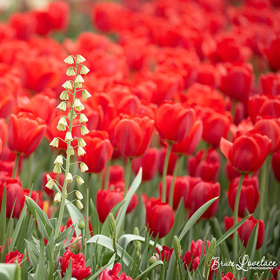 Longwood flowers red tulips