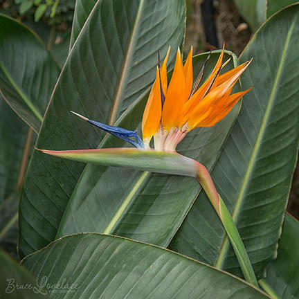 bird of paradise flower