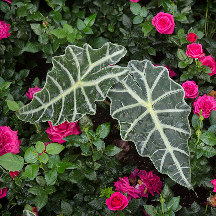 Longwood Gardens Flowers