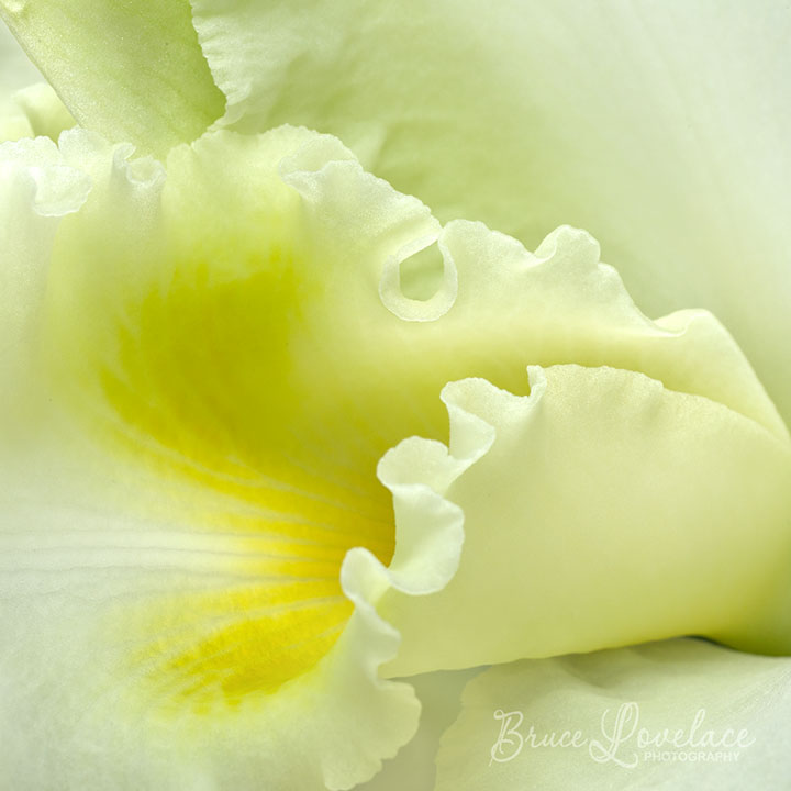 Yellow Orchid